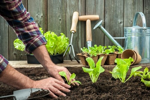 Image showing a garden service issue being checked carefully