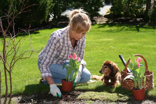 Local gardening care in Fulwell with plants and lawns