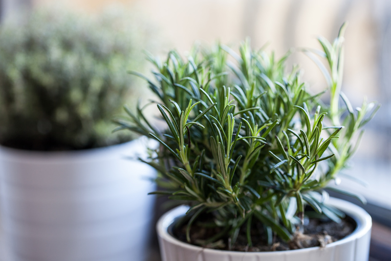 Lawn maintenance garden design