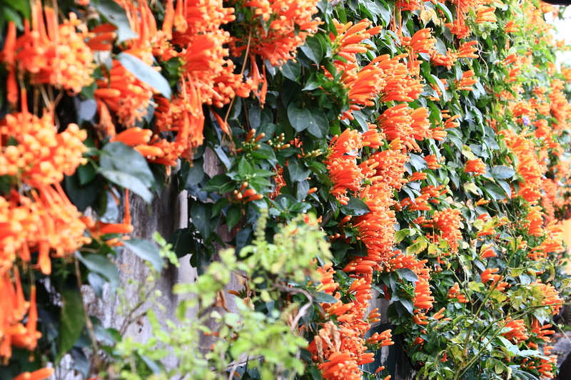 Garden property